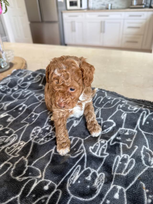 Poodle Puppies media 7