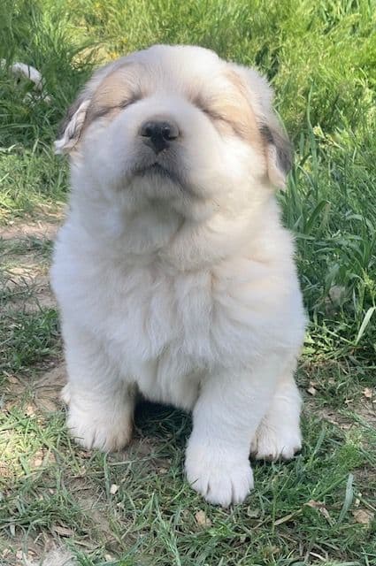 Purebred Great Pyrenees Puppies media 2