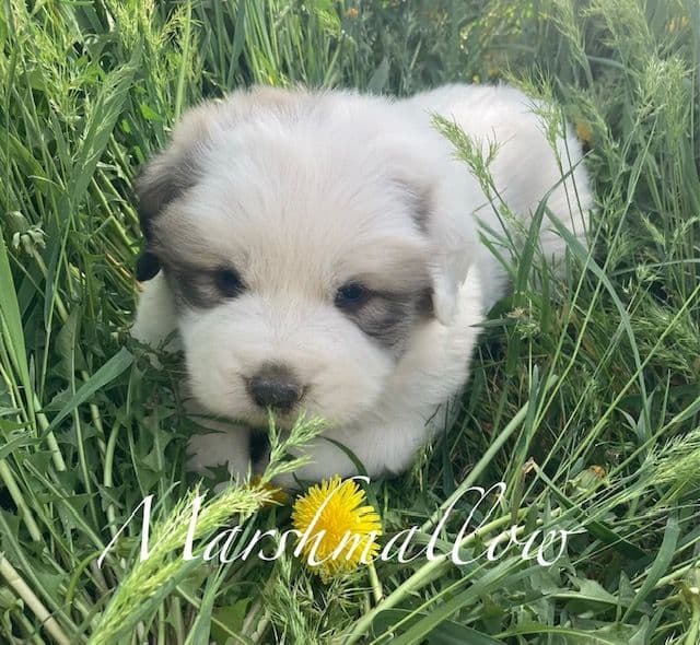 Purebred Great Pyrenees Puppies media 3