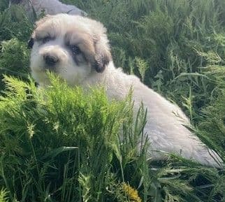 Purebred Great Pyrenees Puppies media 5