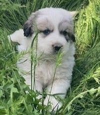 Purebred Great Pyrenees Puppies media 6