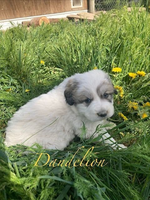 Purebred Great Pyrenees Puppies media 7