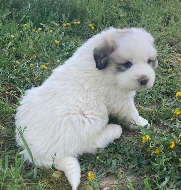 Purebred Great Pyrenees Puppies media 8
