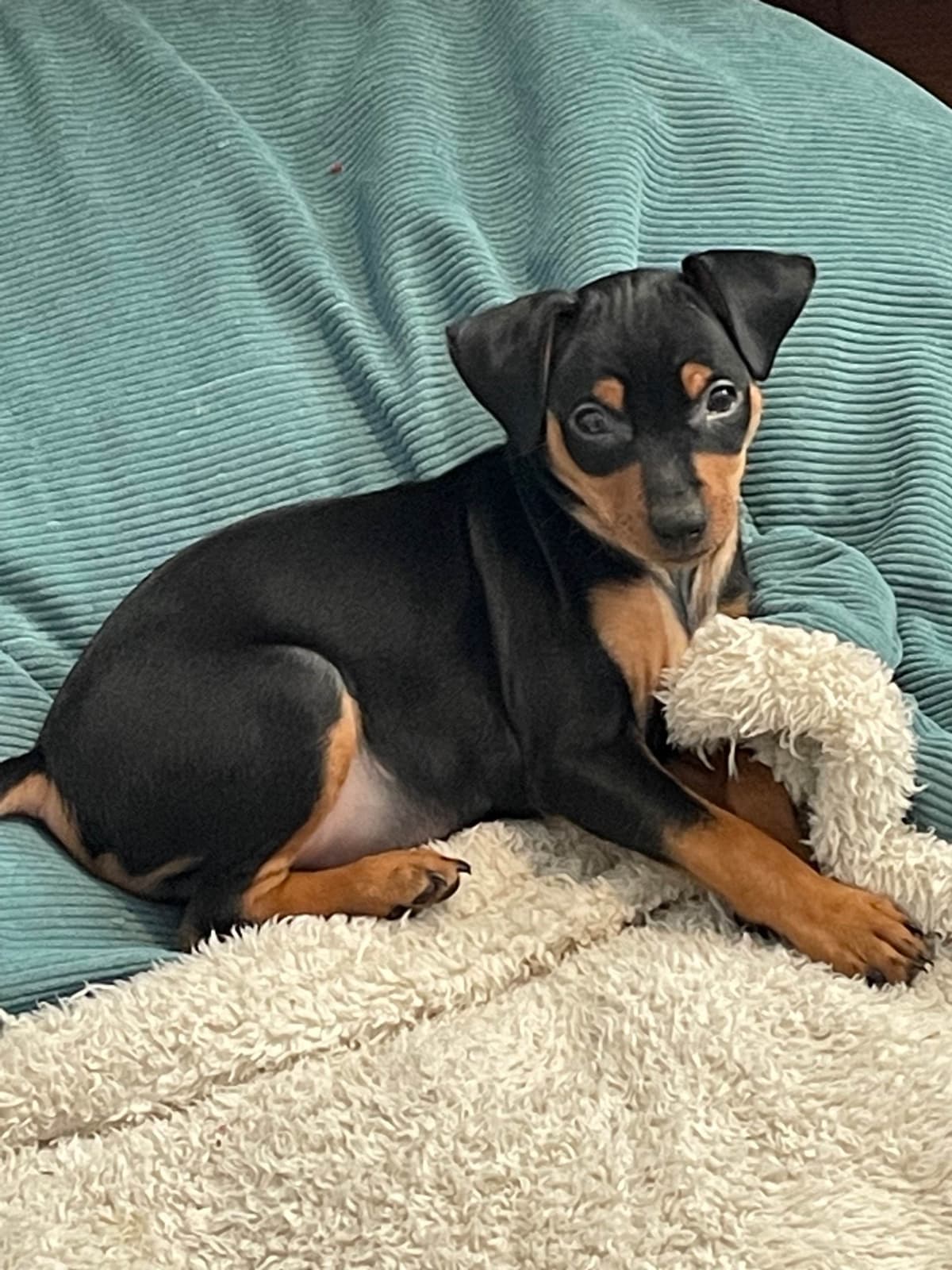 Miniature Pinscher Puppies breeder image 1