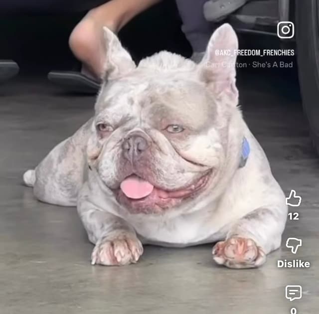 French Bulldog Puppies media 2