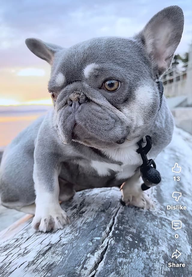 French Bulldog Puppies media 3