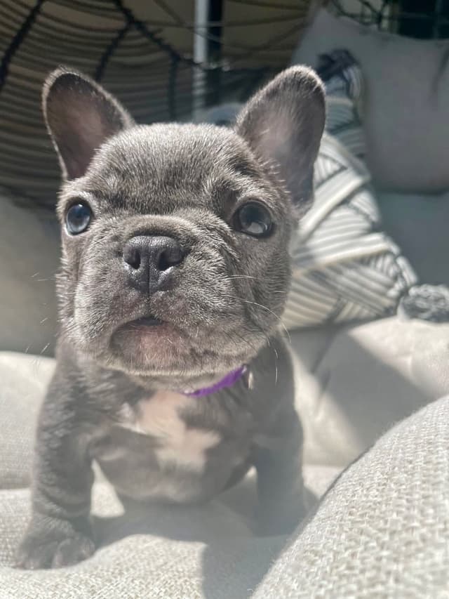 French Bulldog Puppies media 4