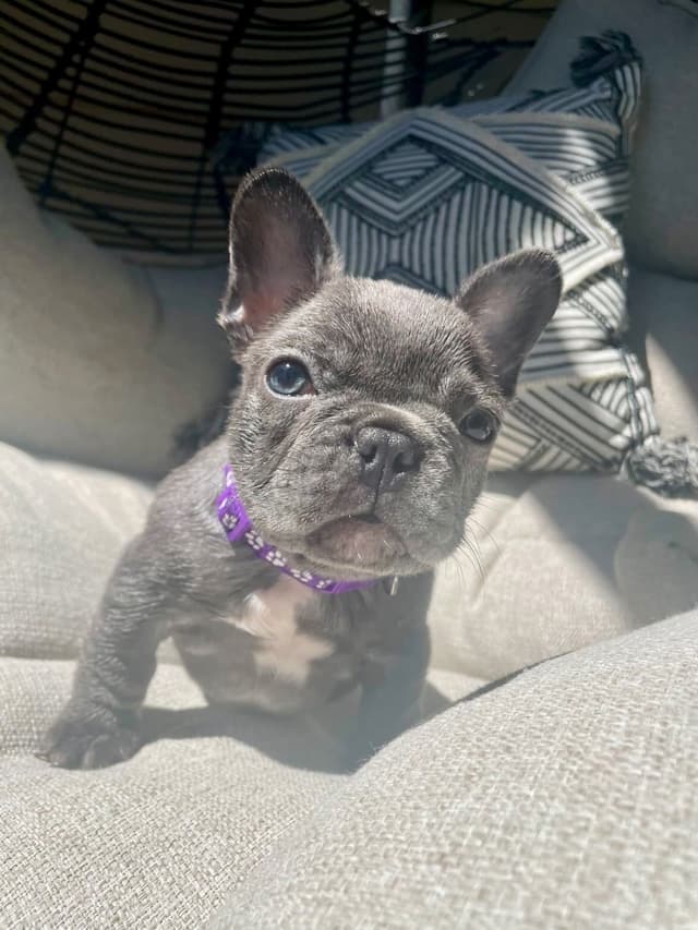 French Bulldog Puppies media 5