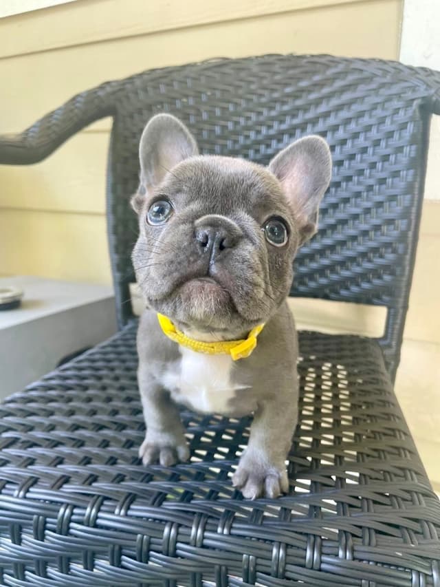 French Bulldog Puppies media 3