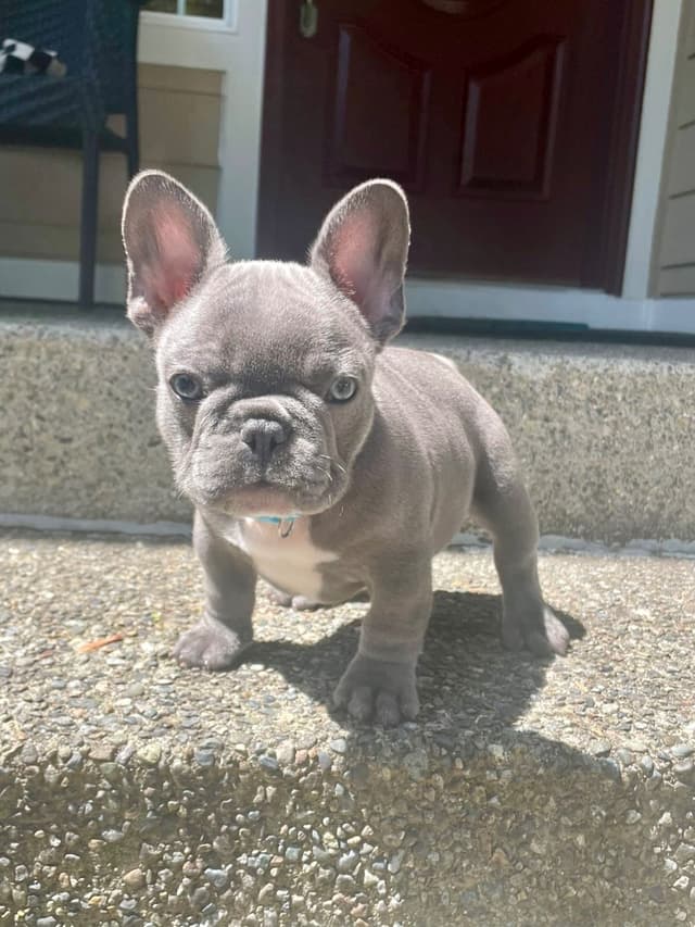 French Bulldog Puppies media 9