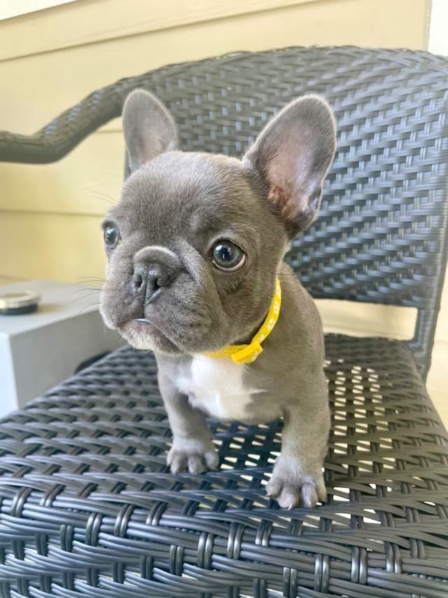 French Bulldog Puppies media 2