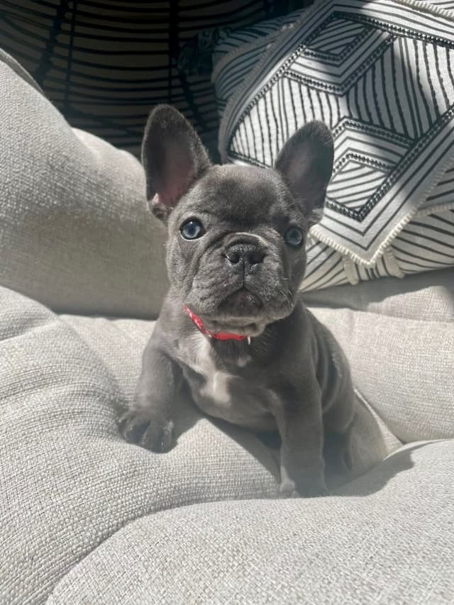 French Bulldog Puppies media 6