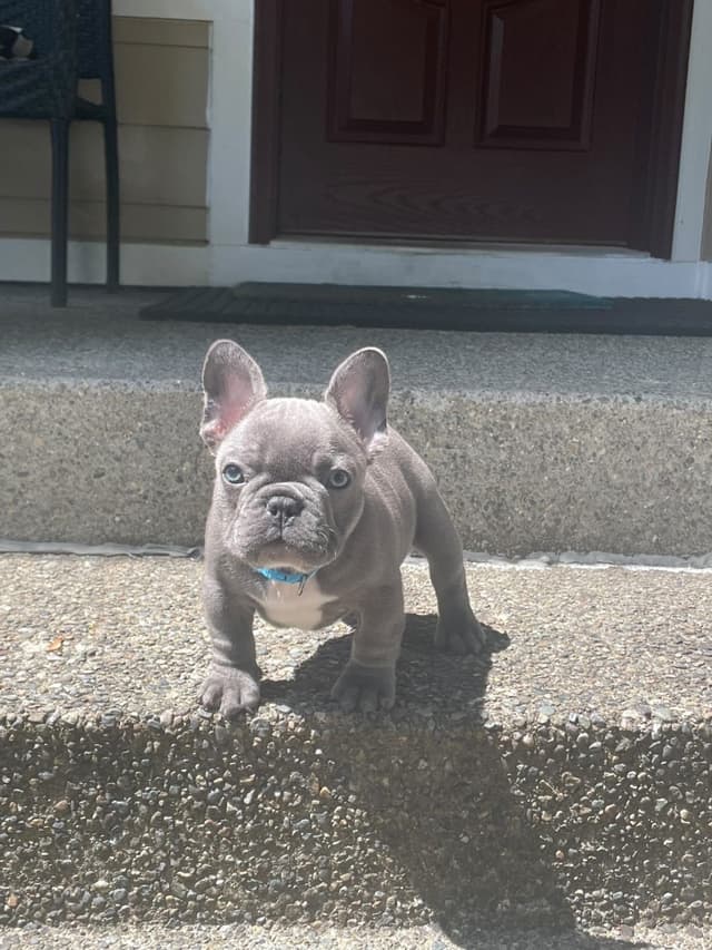 French Bulldog Puppies media 8