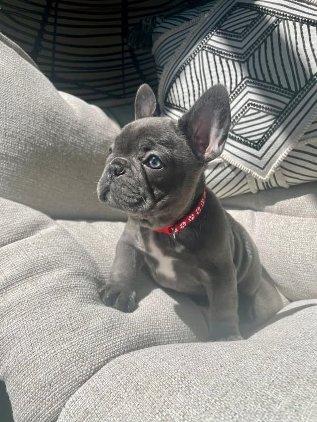 French Bulldog Puppies media 7