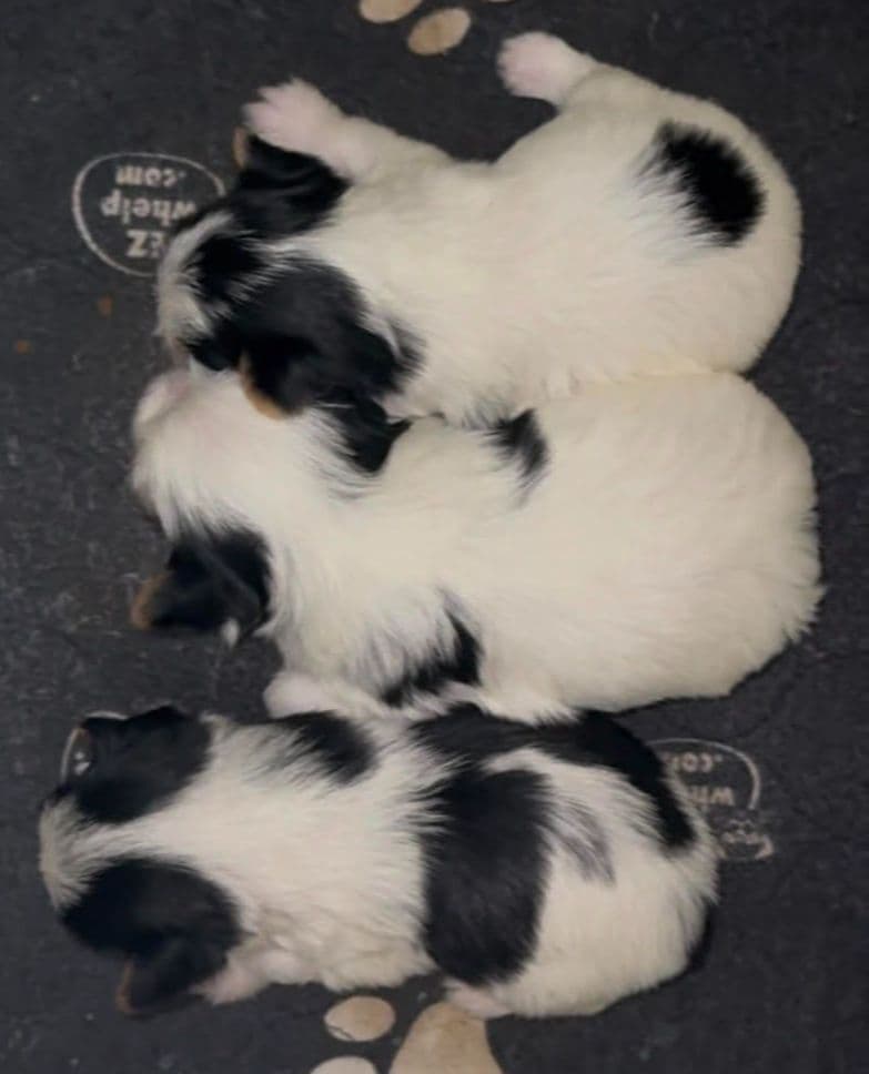 Yorkshire Terrier Puppies breeder image 1