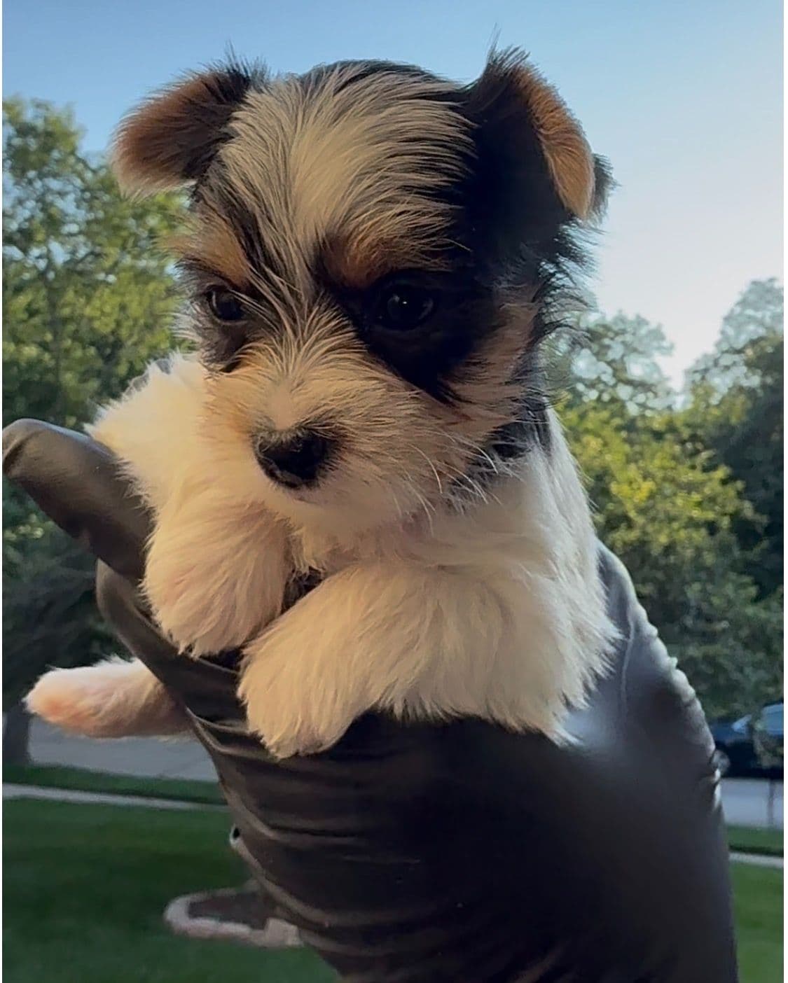 Yorkshire Terrier Puppies breeder image 4