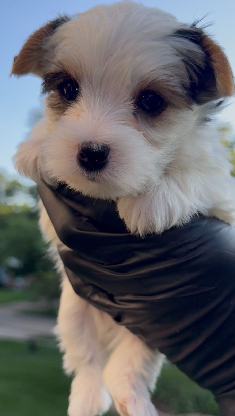 Yorkshire Terrier Puppies breeder image 5