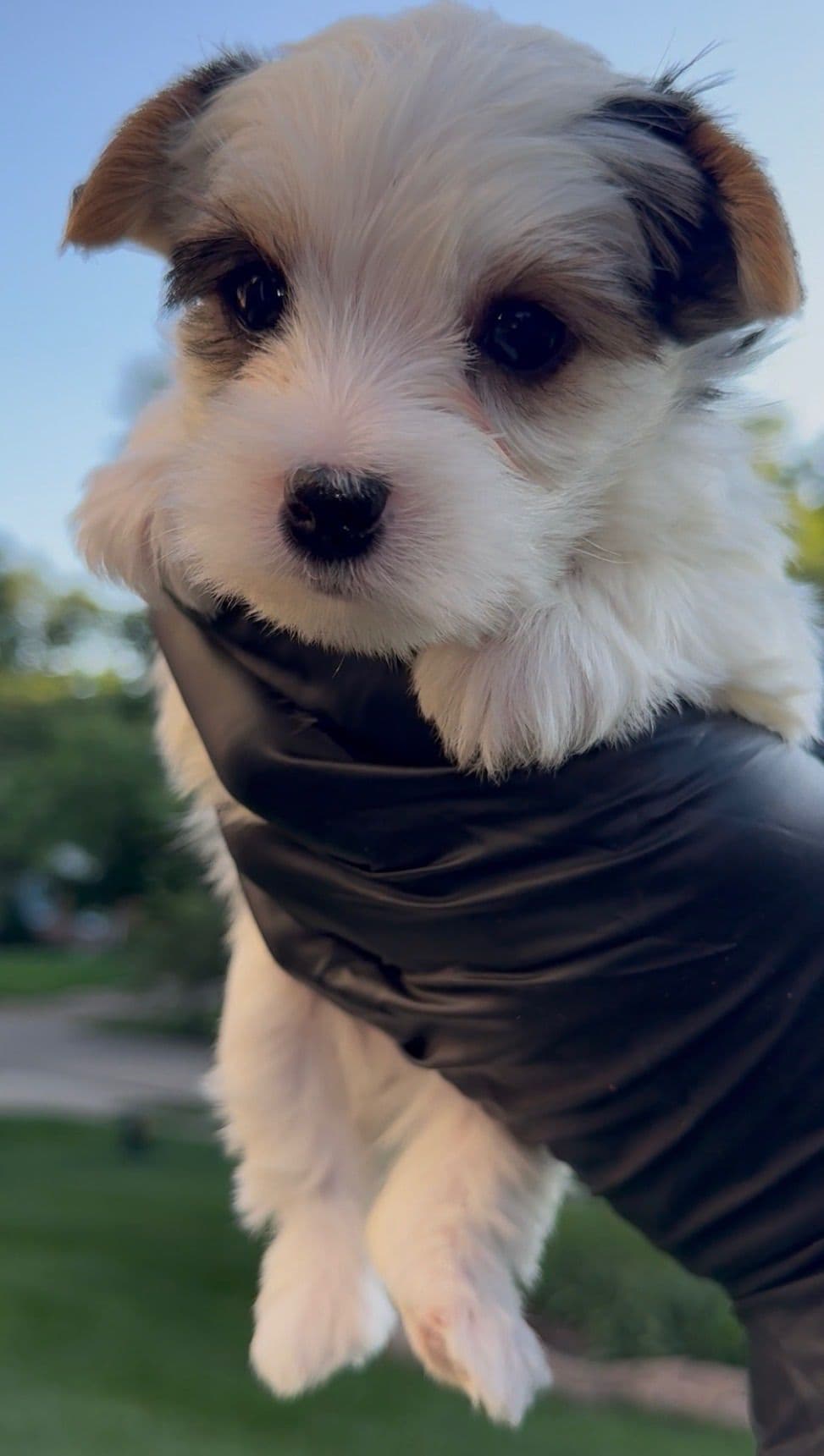 Yorkshire Terrier Puppies breeder image 6