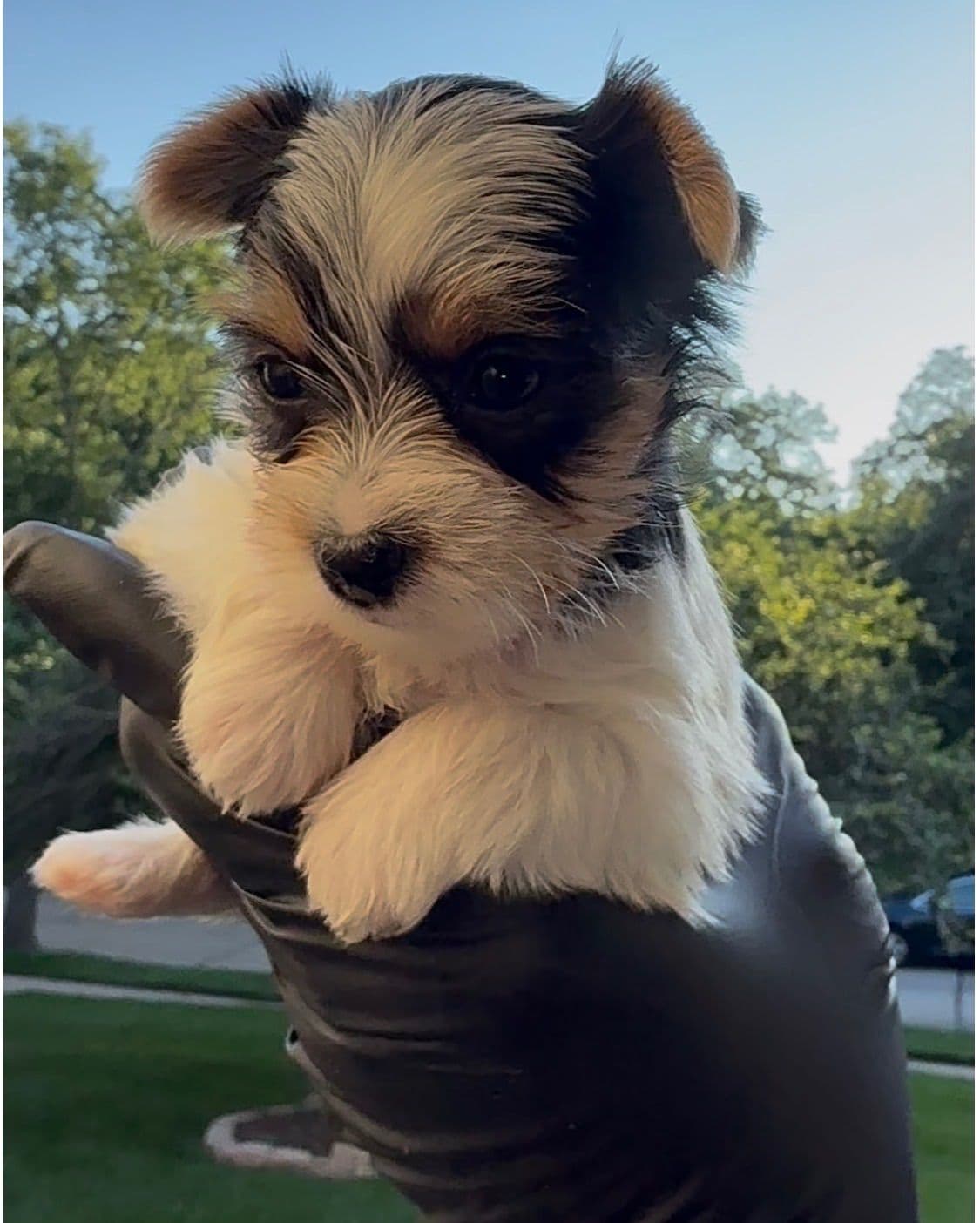 Yorkshire Terrier Puppies breeder image 8