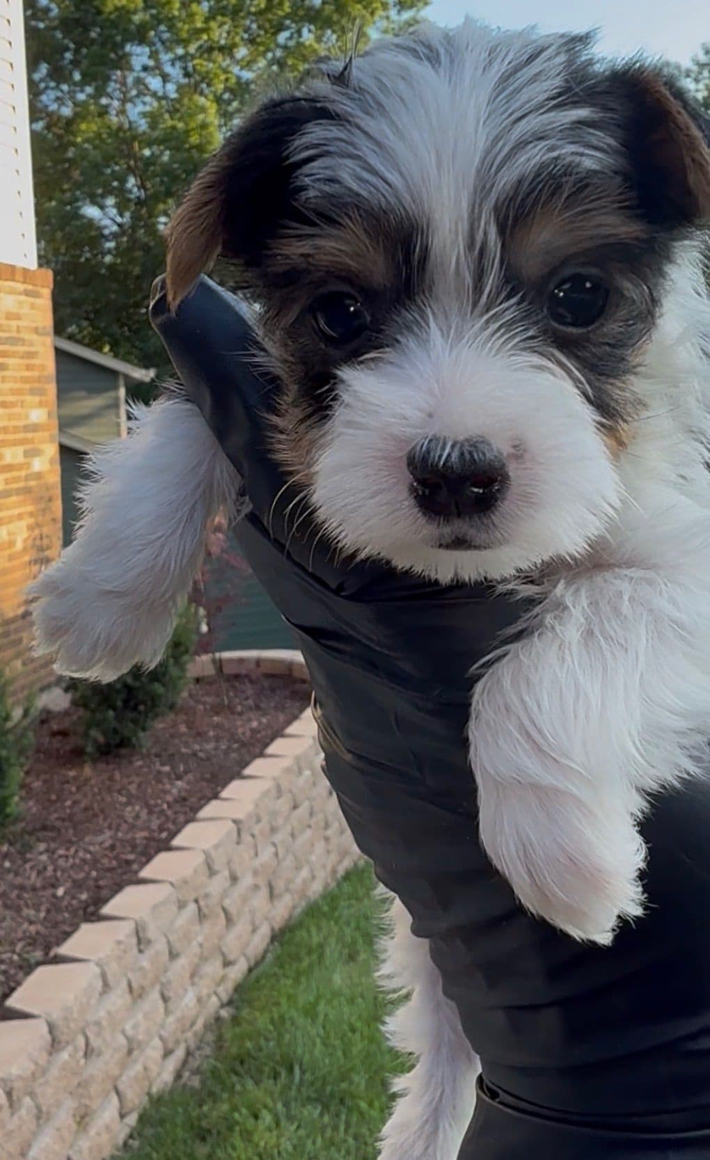 Yorkshire Terrier Puppies breeder image 7