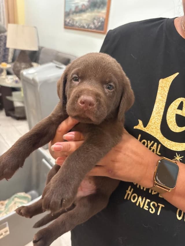 Labrador Retriever Puppies media 3