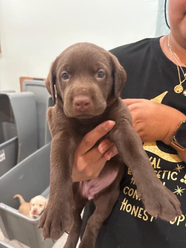 Labrador Retriever Puppies media 4