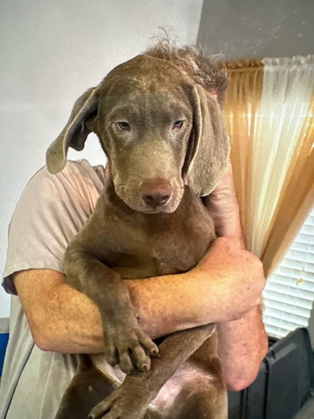 Silver Labrador Retriever Puppies media 2
