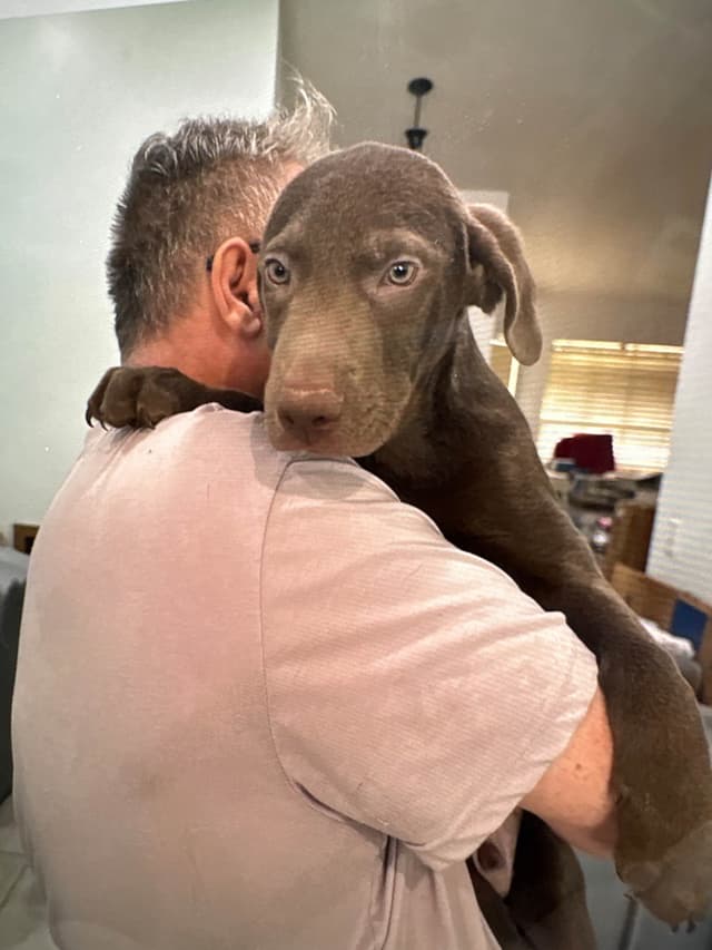 Silver Labrador Retriever Puppies media 3