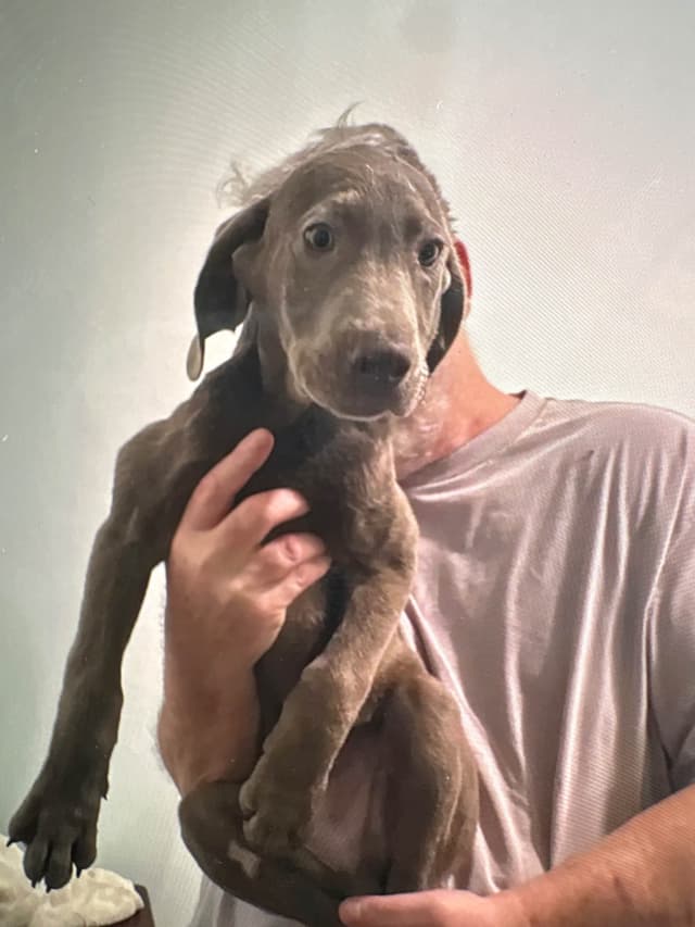 Silver Labrador Retriever Puppies media 4