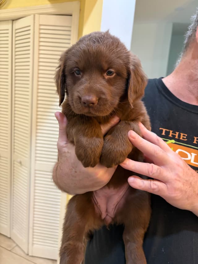 Chocolate and Yellow Labrador Retriever Puppies media 3