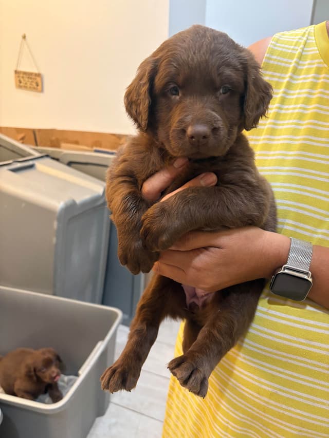 Chocolate and Yellow Labrador Retriever Puppies media 4