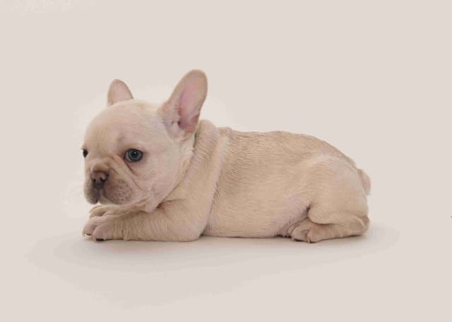 French Bulldog Puppies media 2