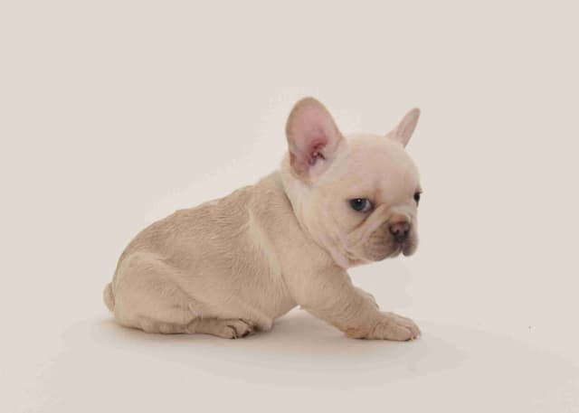 French Bulldog Puppies media 3
