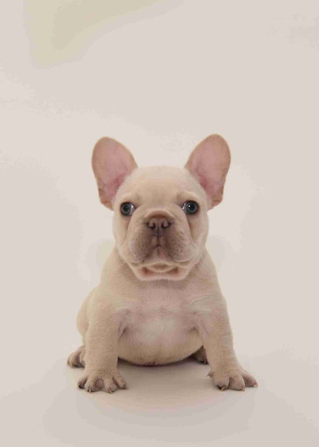 French Bulldog Puppies media 4