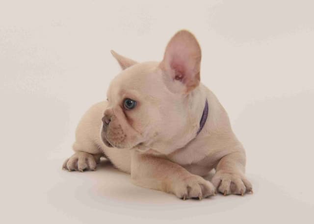 French Bulldog Puppies media 5