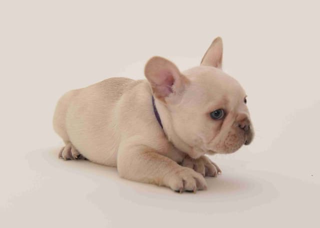 French Bulldog Puppies media 6