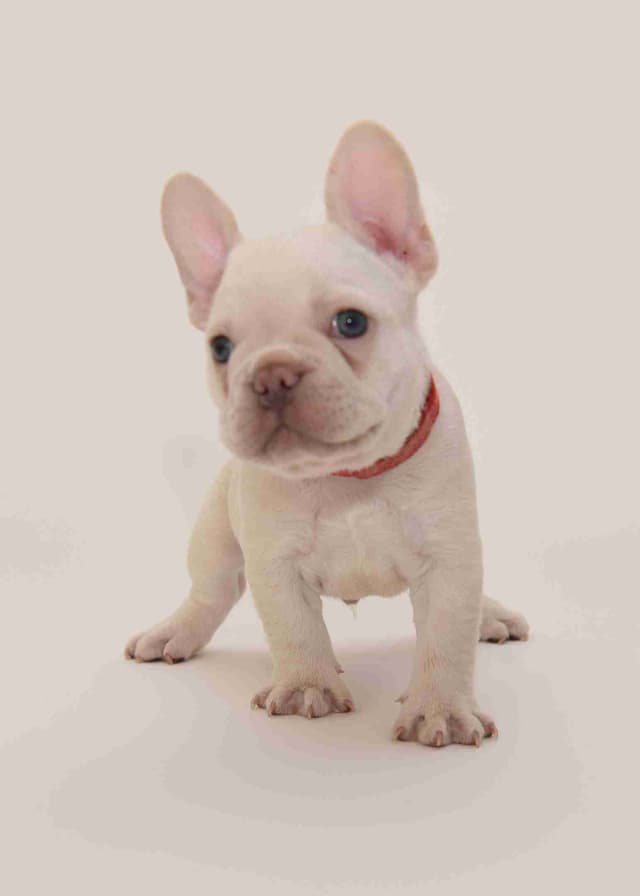 French Bulldog Puppies media 7
