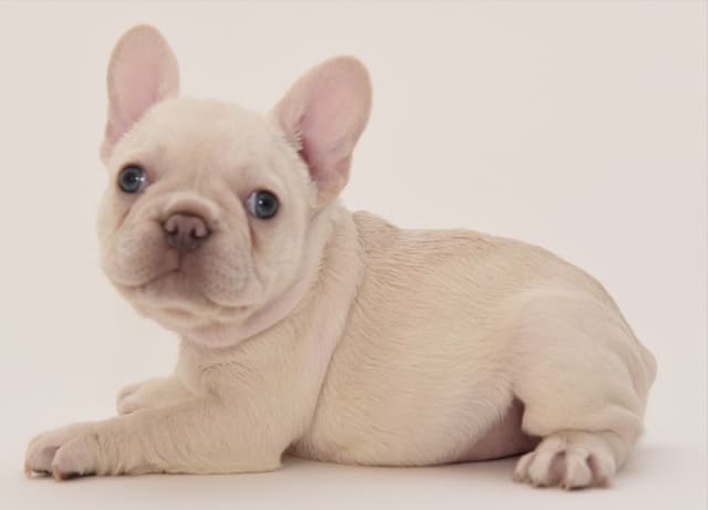 French Bulldog Puppies media 8