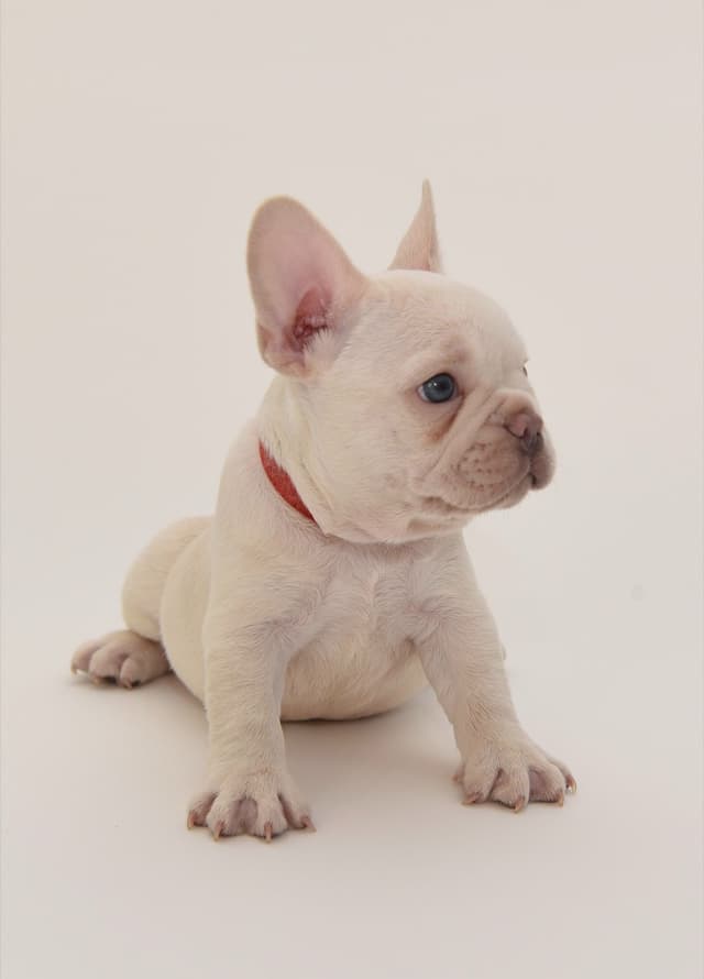 French Bulldog Puppies media 9