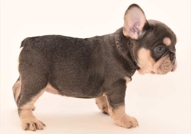 French Bulldog Puppies media 10