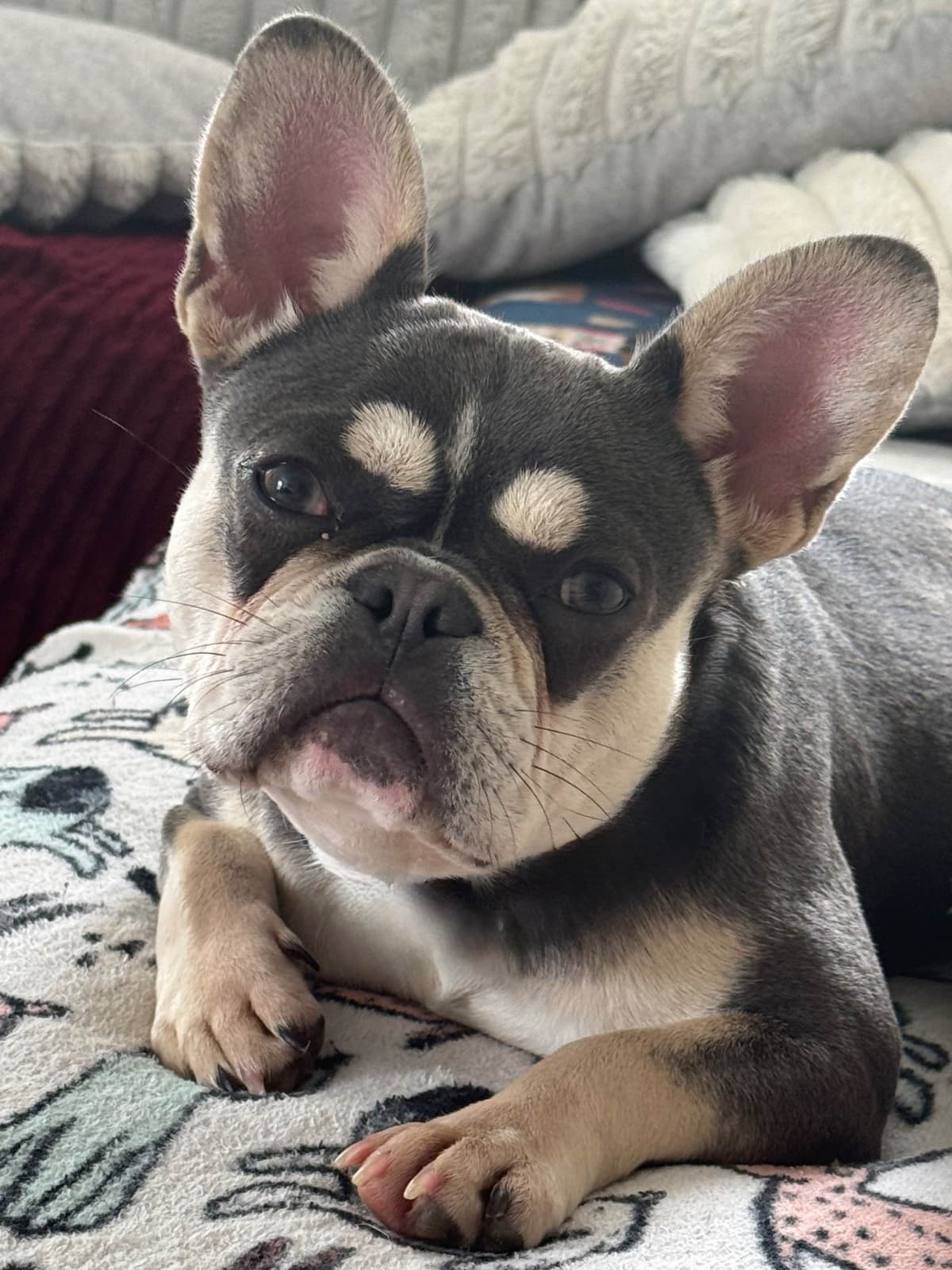 French Bulldog ( Furry Big rope Isabella) breeder image 4
