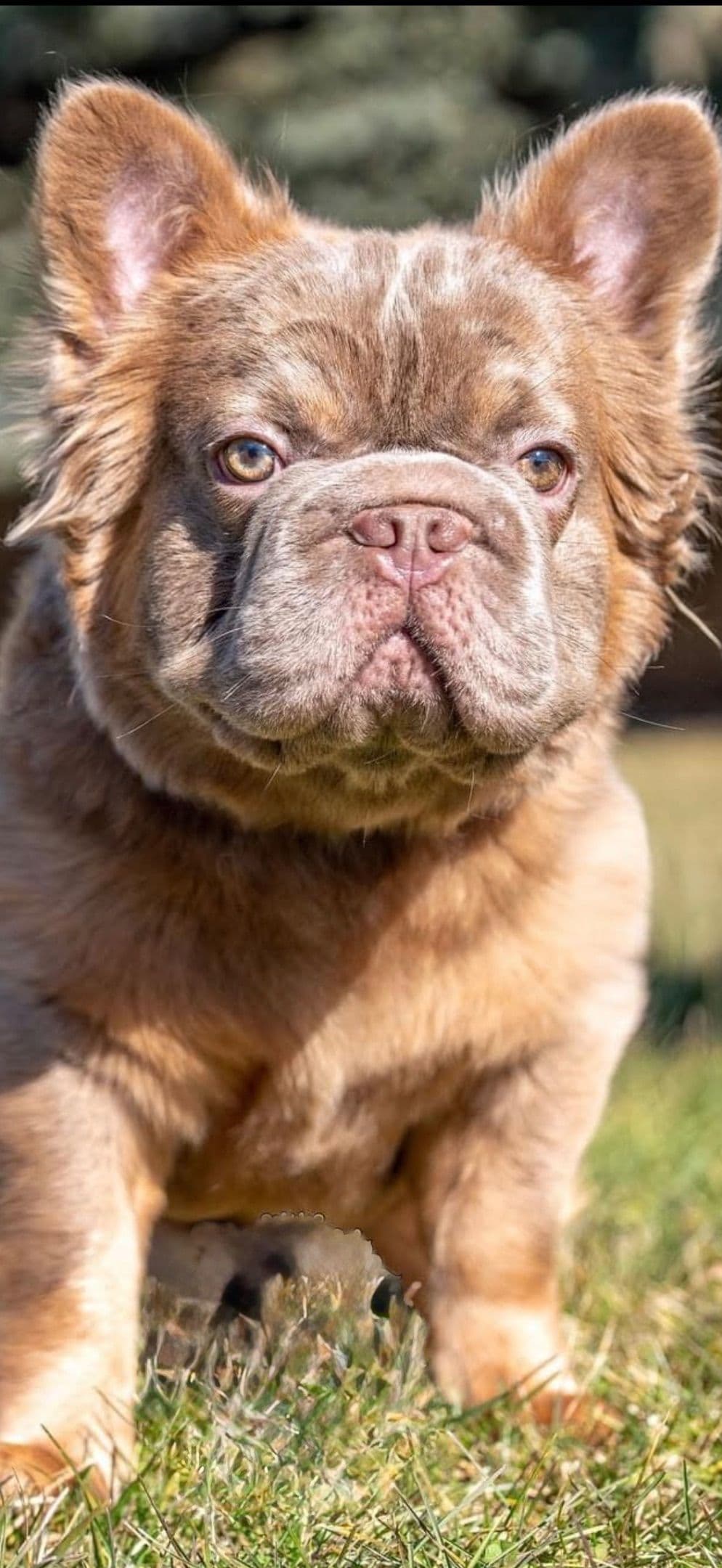 French Bulldog ( Furry Big rope Isabella) breeder image 3