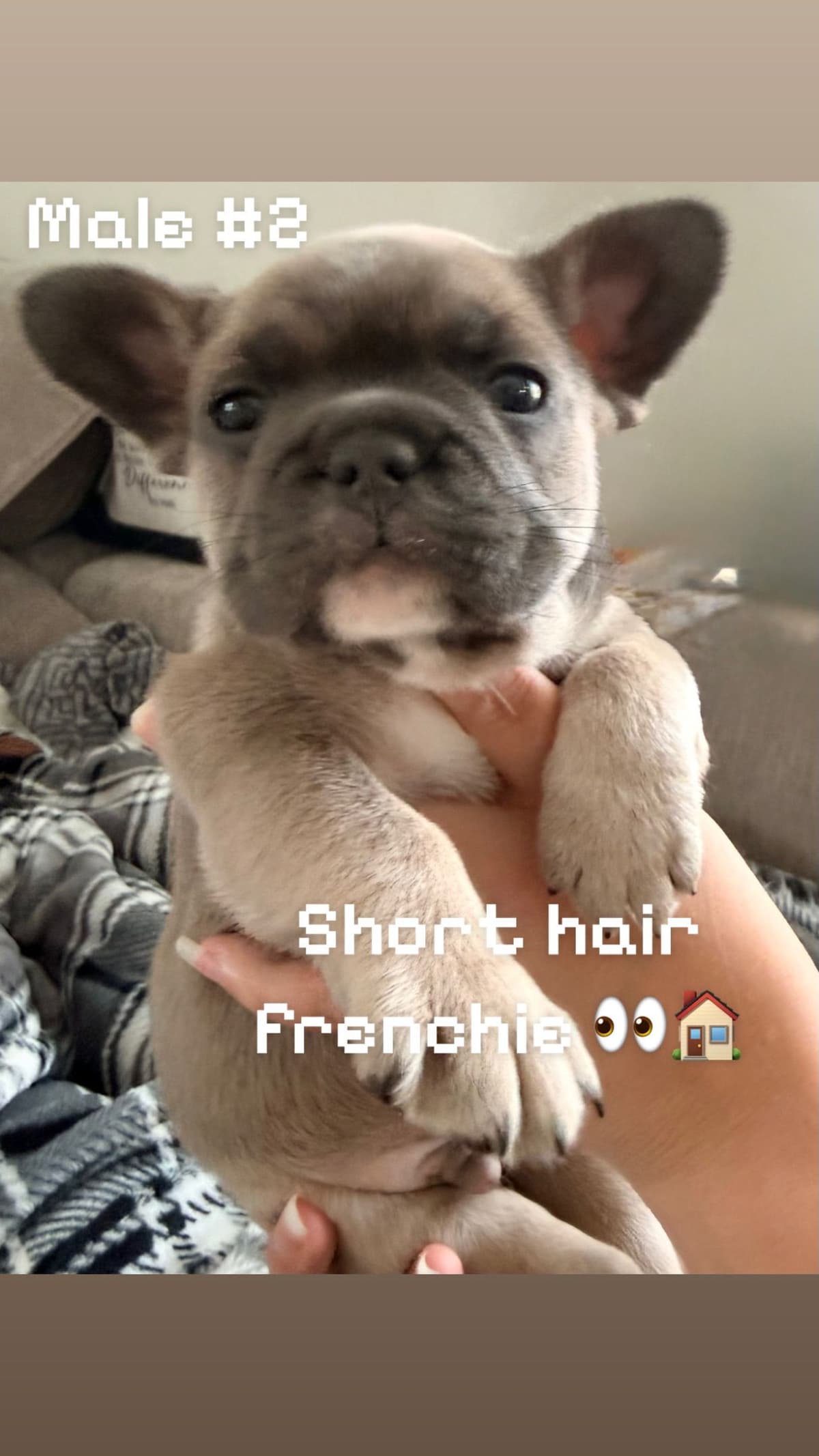 French Bulldog ( Furry Big rope Isabella) breeder image 6