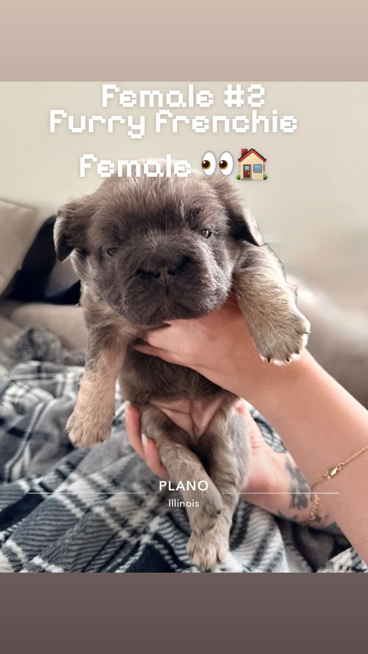 French Bulldog ( Furry Big rope Isabella) breeder image 8