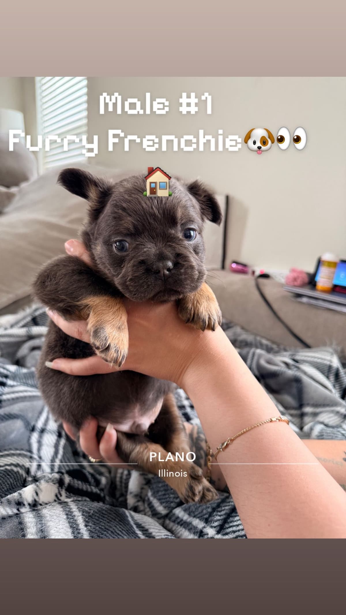 French Bulldog ( Furry Big rope Isabella) breeder image 7