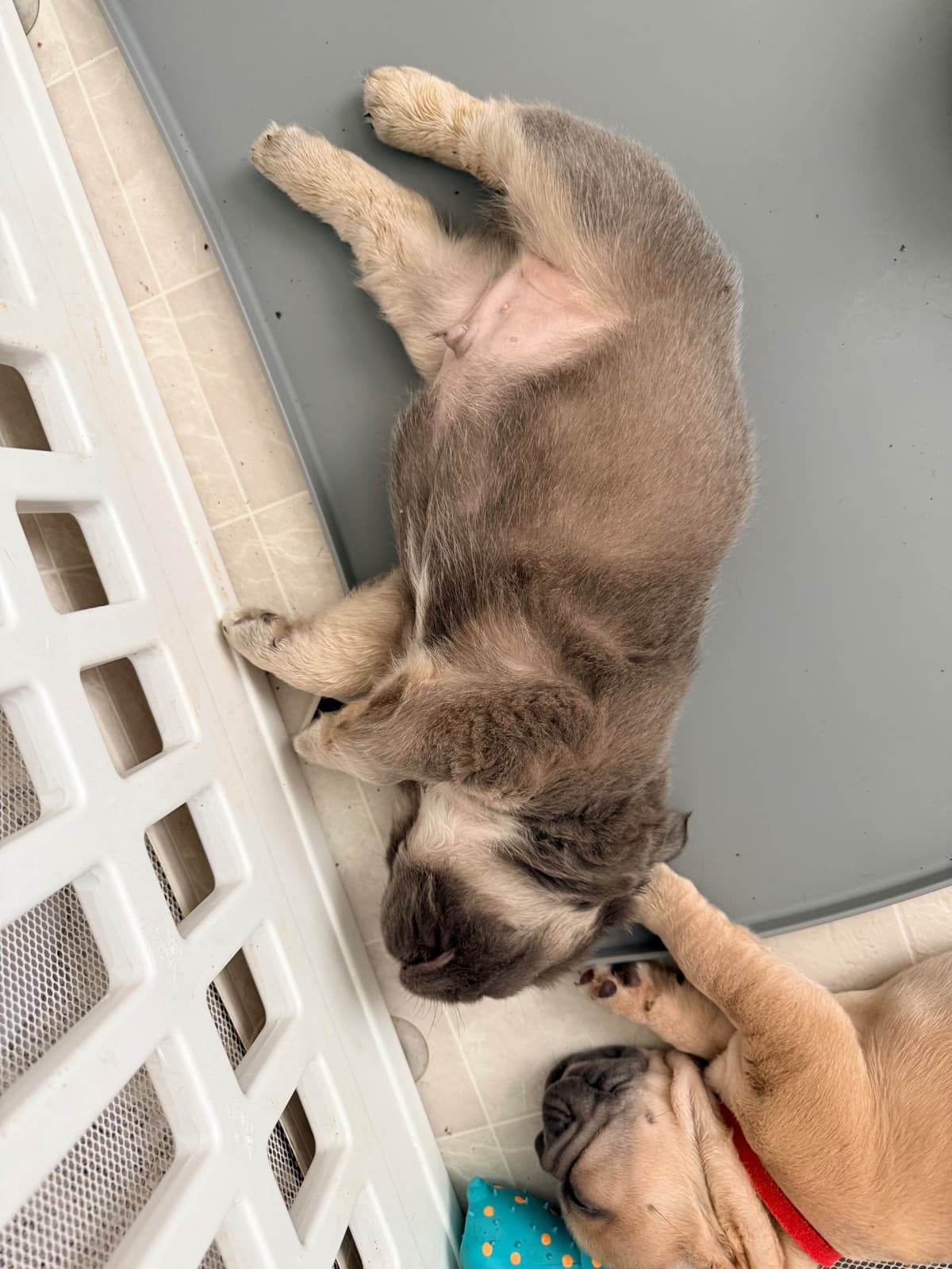 French Bulldog ( Furry Big rope Isabella) breeder image 15