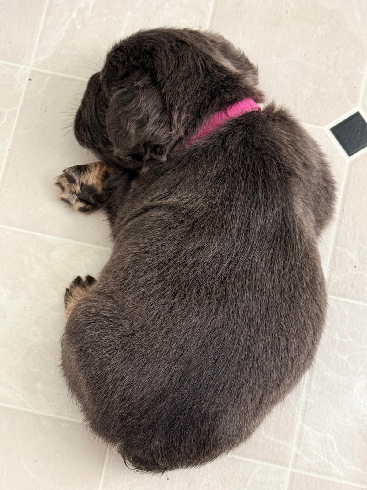French Bulldog ( Furry Big rope Isabella) breeder image 16