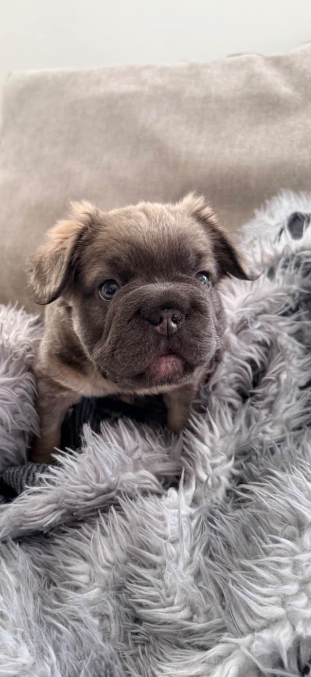 French Bulldog ( Furry Big rope Isabella) media 4