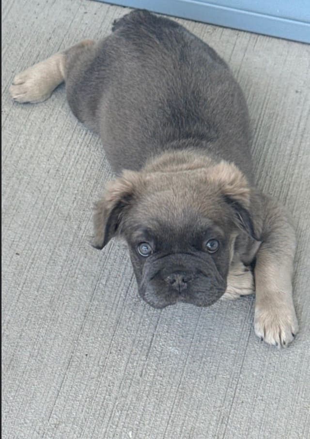 French Bulldog ( Furry Big rope Isabella) media 5