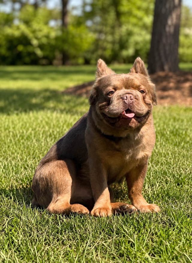 French Bulldog ( Furry Big rope Isabella) media 8